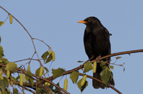 Turdus merula